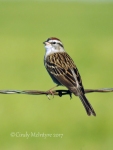 Chipping sparrow, OK